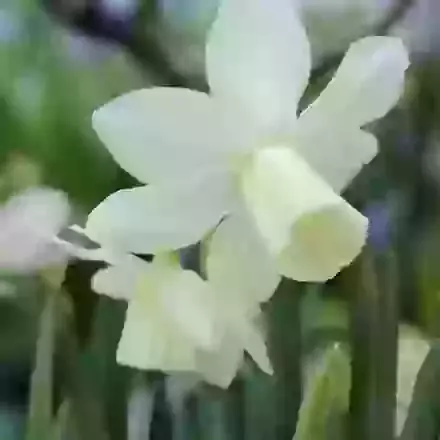 Ice Wings